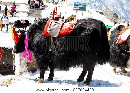 Yak Is A Common Animal In Himalaya