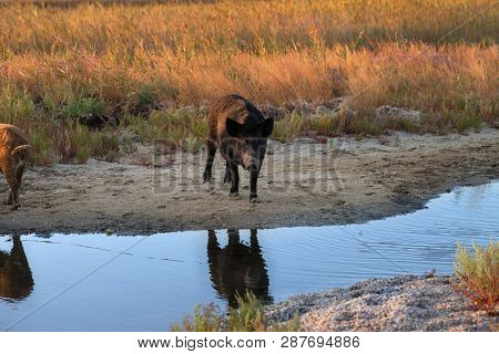 Wild Boar At Watering Place With Reflections On Water At Sunny Summer Evening
