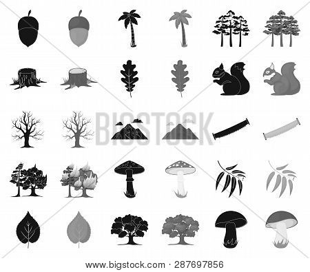 Forest And Nature Black, Monochrome Icons In Set Collection For Design. Forest Life Vector Symbol St