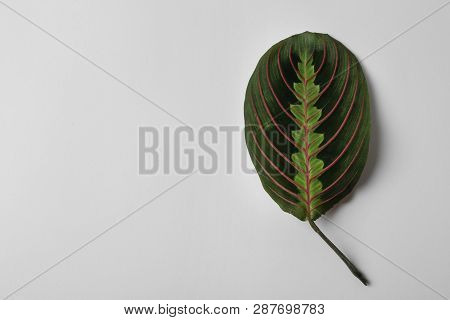 Leaf Of Tropical Maranta Plant On White Background, Top View
