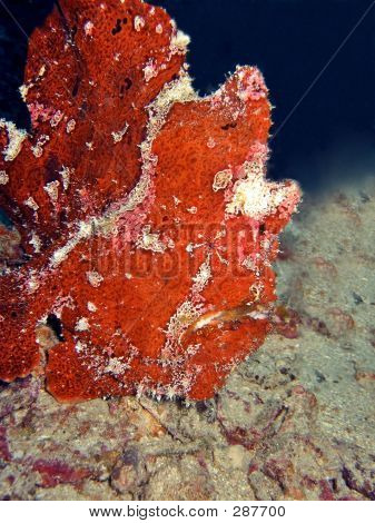 Dev Frogfish