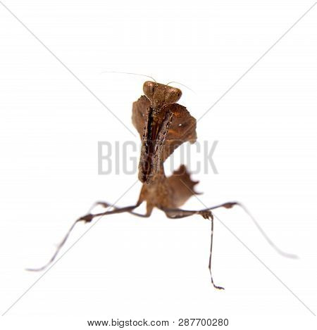 Giant Dead Leaf Mantis, Deroplatys Desiccata On White