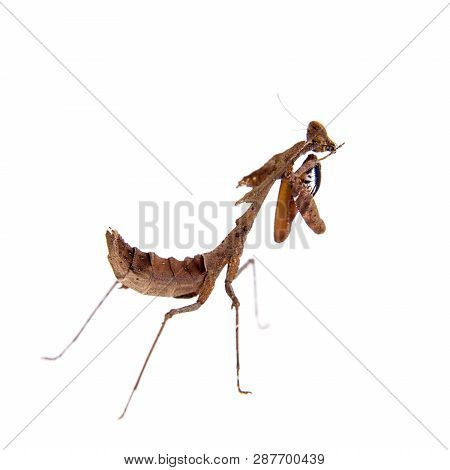 Giant Dead Leaf Mantis, Deroplatys Desiccata On White