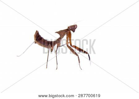 Giant Dead Leaf Mantis, Deroplatys Desiccata On White