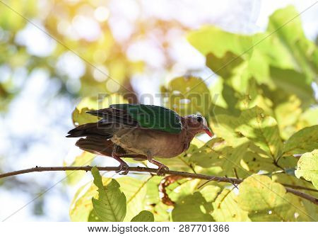 Common Asian Emerald Bird Dove Green Wing Sitting On Branch Tree Nature
