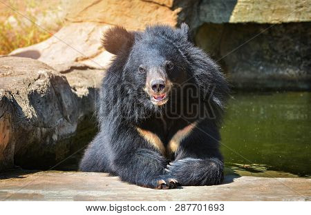 Asian Black Bear With Chest The V Shape Is White Wool / Close Up Asiatic Black Bear Relax In The Wat