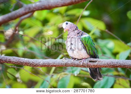 Common Emerald Dove Asian Bird Green Wing Sitting On Branch Tree Nature Background