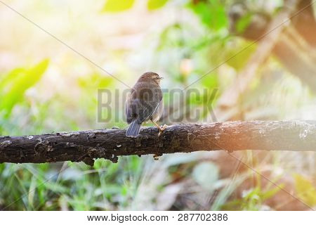Common Little Bird Garden On Branch  Looking For Food In The Nature