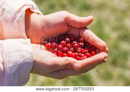 Firethorn(pyracantha). Little Girl Collecting Firethorn With Her Hands On The Park. Used By Alternat