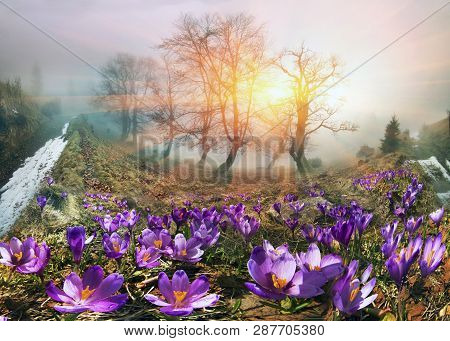 Crocuses Are The First Flowers In The Mountains