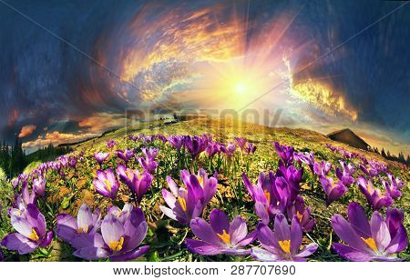 Crocuses In The Mountains