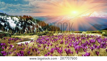 In March-april After A Winter In The Mountains Of Unstable Weather, And Replaced By The Warmth, The 