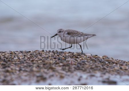 Dunlin (calidris Alpina) In Saler Beach