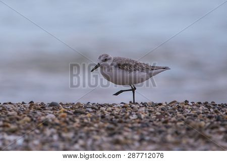 Dunlin (calidris Alpina) In Saler Beach