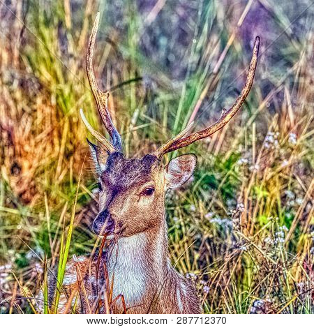 Young Male Chital Or Cheetal (axis Axis), Also Known As Spotted Deer Or Axis Deer - Jim Corbett Nati