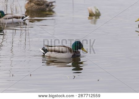 Mallard (anas Platyrhynchos) N Albufera Of Valencia