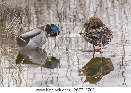 Couple Of Mallard (anas Platyrhynchos) In Albufera Of Valencia