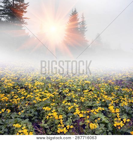 Field With Blooming Kalyuzhnitsa