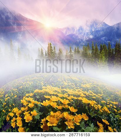Field With Blooming Kalyuzhnitsa
