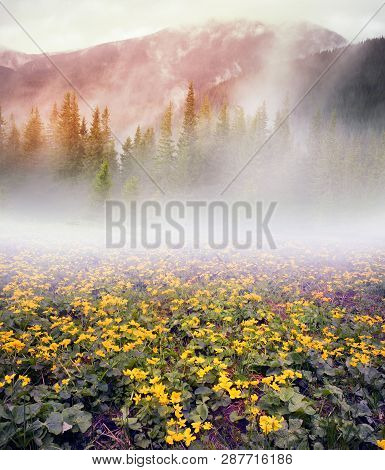 Field With Blooming Kalyuzhnitsa