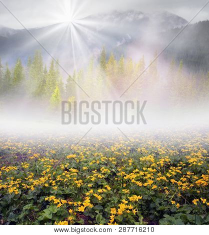 Field With Blooming Kalyuzhnitsa