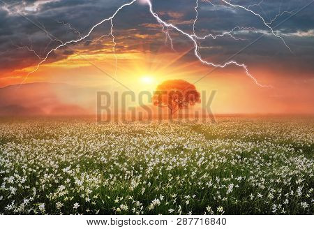 Narcissus Valley In Ukraine, Hust-famous City A Sanctuary In Transcarpathia, Where   Fields Grow Bea