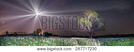 Valley Of Daffodils, Hust