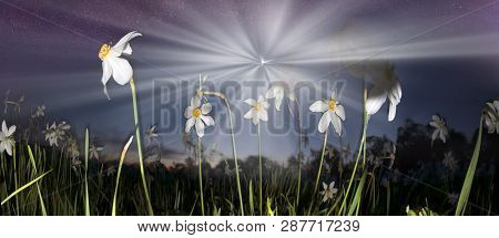 Valley Of Daffodils, Hust