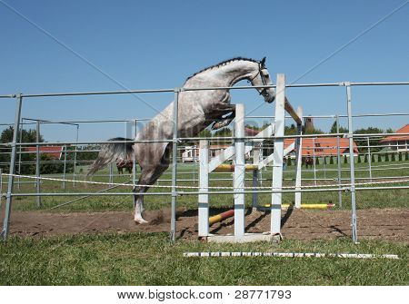 Gratis cavallo che salta