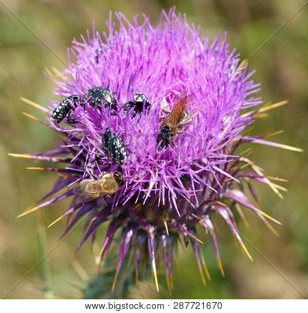 Thistle Bees And Insects