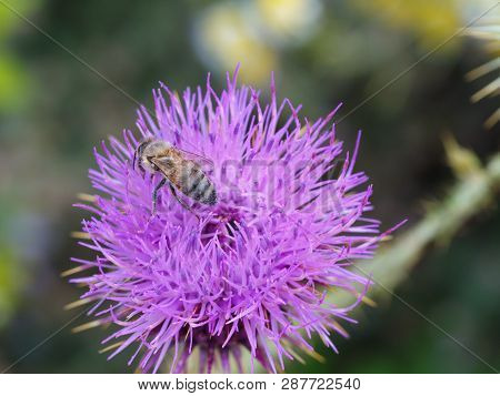 Thistle And Bee