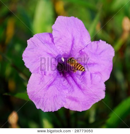 uma pequena abelha, flor de violeta e néctar