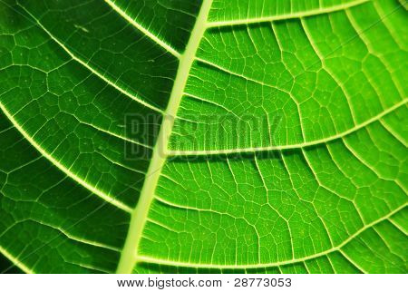 Textura de uma folha verde como pano de fundo