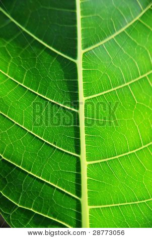 Textura de uma folha verde como pano de fundo