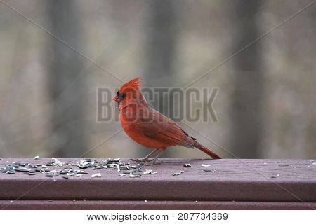 Northern Cardinal Or Redbird Or Common Cardinal - Cardinalis Cardinalis - Perched On Backyard Deck P