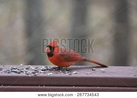 Northern Cardinal Or Redbird Or Common Cardinal - Cardinalis Cardinalis - Perched On Backyard Deck P