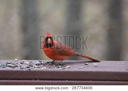 Northern Cardinal Or Redbird Or Common Cardinal - Cardinalis Cardinalis - Perched On Backyard Deck P