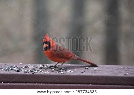 Northern Cardinal Or Redbird Or Common Cardinal - Cardinalis Cardinalis - Perched On Backyard Deck P