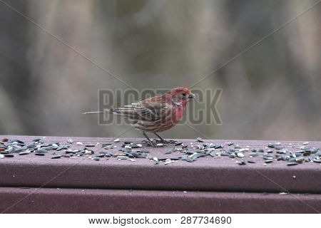 Red House Finch Perched On A Backyard Deck Porch Eating Birdseed