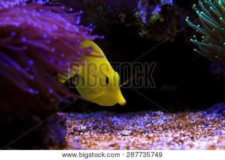Yellow Tang Is One Of The Most Popular Fishes In Coral Reef Aquariums