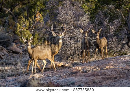 Mule Deer Family
