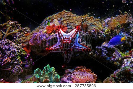 Red Knob Sea Star - (protoreaster Linckii)