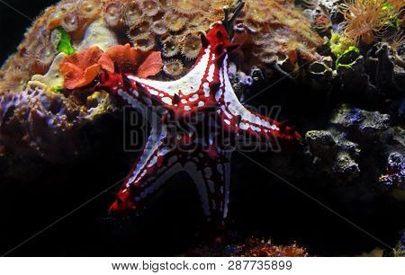 Red Knob Sea Star - (protoreaster Linckii)