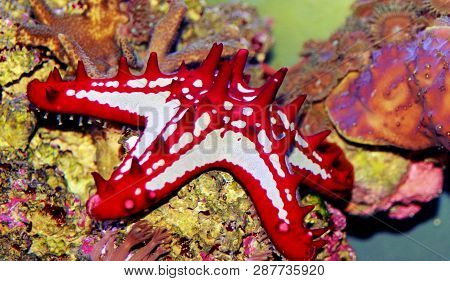 Red Knob Sea Star - (protoreaster Linckii)