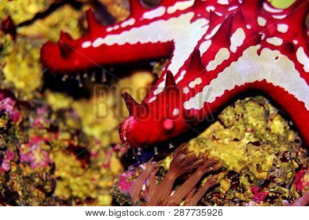Red Knob Sea Star - (protoreaster Linckii)