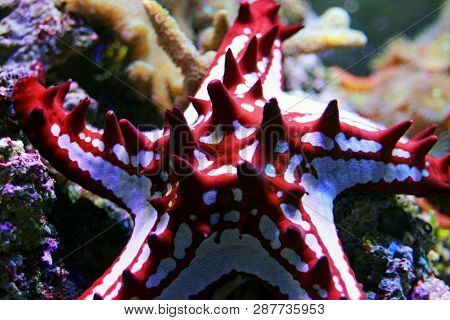 Red Knob Sea Star - (protoreaster Linckii)