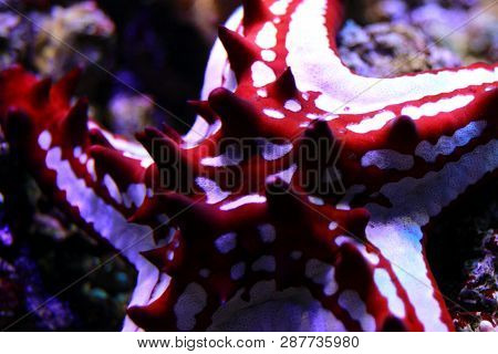 Red Knob Sea Star - (protoreaster Linckii)