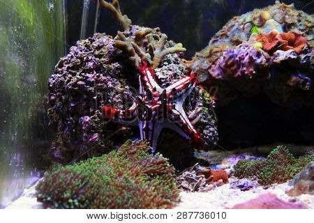 Red Knob Sea Star - (protoreaster Linckii)