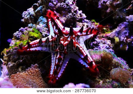 Red Knob Sea Star - (protoreaster Linckii)
