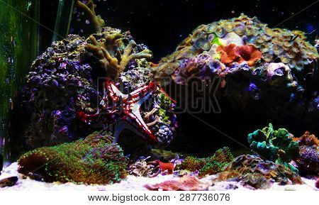 Red Knob Sea Star - (protoreaster Linckii)